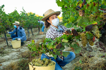 Portrait of woman winemaker in medical mask picking harvest of grapes in vineyard at fields