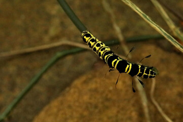 Catterpillar of Alder Moth, Acronicta alni