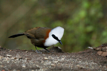 White Crested Laughing Thrush , Garrulax leucolophus, Sattal, Uttarakhand, India