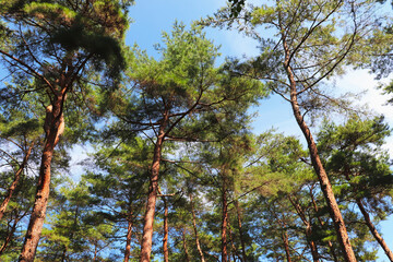 木々 葉っぱ 森 グリーン