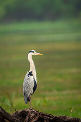grey heron or Ardea cinerea portrait perched on tree at keoladeo national park or bharatpur bird sanctuary rajasthan india