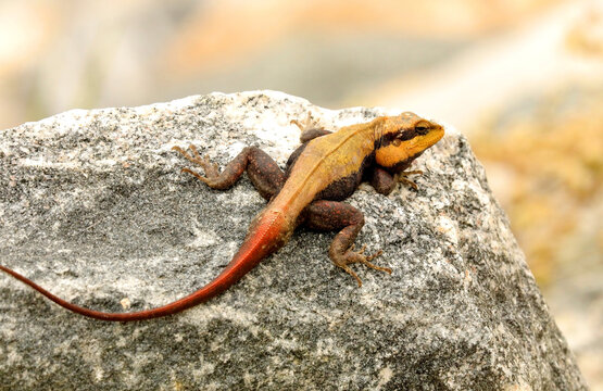 Peninsular Rock Agama, Psammophilus dorsalis, Begur Lake, Bangalore Outskrits, Karnataka, India