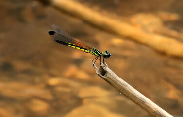 Male Southern Heliodor Damselfly, Libellago indica, Sindhudurg, Maharashtra, India
