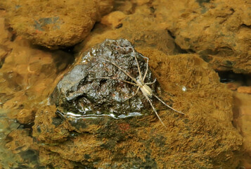 Fishing Spider, Dolomedes Genus, Sindhudurg, Maharashtra, India