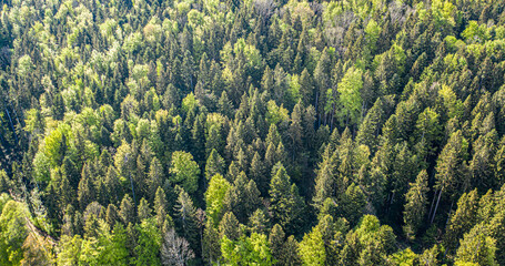 Aerial view of forest. Drone Birdeye view of colourful trees