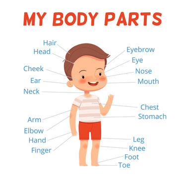 Child learning poster. Cheerful boy and his body parts with signatures. Human body study for children