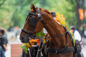 Obraz premium portrait of a horse