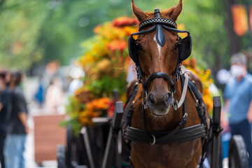 portrait of a horse