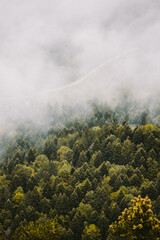foggy forest scenery. Aerial view on mysterious forest landscape
