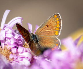 Butterfly on a flower on a sunny day