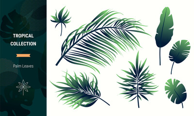Palm fronds, leaves vector collection. Tropical greenery, jungle plant, green foliage clipart isolated on white background. Botanical illustrations, floral design elements for banner, flyer template.