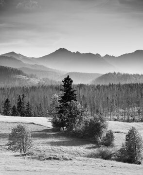 Mysterious landscape - black and white photo of misty mountains and spruce forest