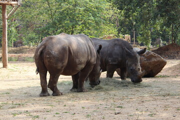 Fototapeta premium rhino in the wild