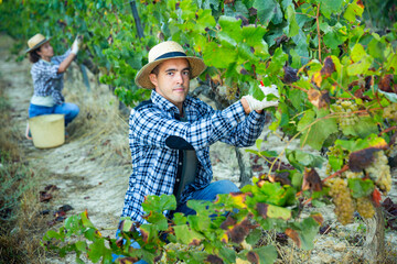 Young man engaged in cultivation of grapes, picking ripe white grapes in vineyard in autumn day