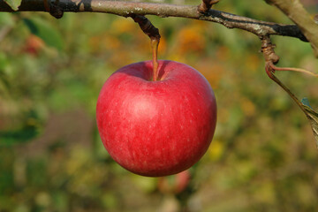 A close up of single big red apple hanging from a tree in an orchard on a sunny autumn day, blurred background, copy space for text