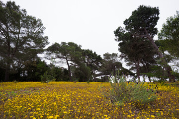 Yellow meadow in the forest