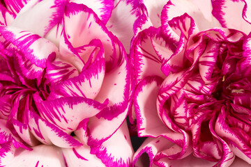 Bouquet of beautiful colorful carnation flowers, close up