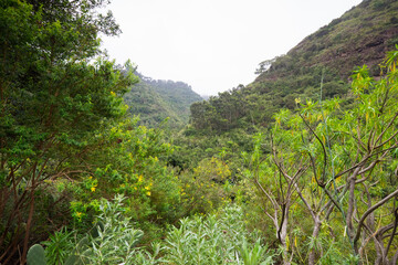 Natural vegetation of the ravine of the Canary Islands