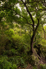 Fototapeta na wymiar Natural vegetation of the ravine of the Canary Islands