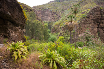 Natural vegetation of the ravine of the Canary Islands