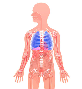 3d illustration of the interior of the human body on a silhouette. Highlighting the respiratory system, the lungs and the heart.)