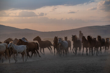 Wild horses run in foggy at sunset. Between Cappadocia and Kayseri, Turkey