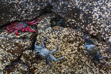 One moorish red legged crab (Grapsus adscensionis) and two other crabs on wet rock with plenty barnacles.