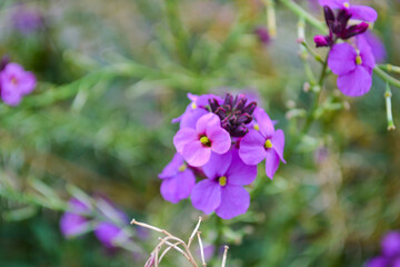 Fototapeta premium Pink and purple flowers close up in the garden