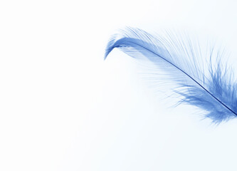 Fototapeta premium 羽