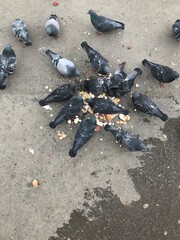 pigeons on the beach