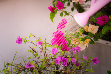 Pink lotus watering bougainvillea flowers in fuchsia.