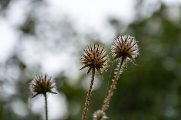 Close up of a withered brown thistle with rain drops on it