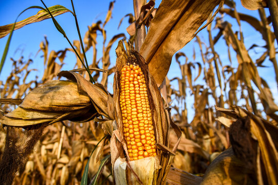 Ripe Corn On A Dry Stalk Of A Corn Plant. Whole Corn Yield Before Harvest.