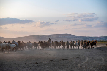 Wild horses run in foggy at sunset. Between Cappadocia and Kayseri, Turkey