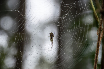 Close up of a spider in his web in autumn with raindrops on the web