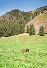 Brown cow on a field