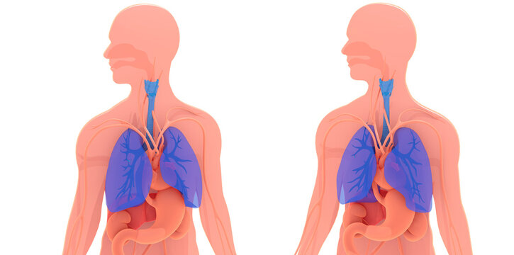 3d illustration of highlighted lungs and respiratory system. Along with other internal organs on a cut out silhouette of the human body.