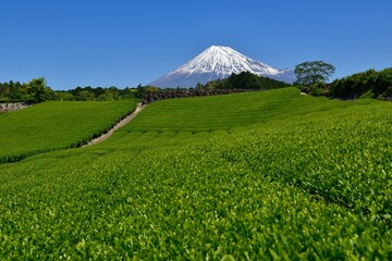 富士山と新緑の茶畑