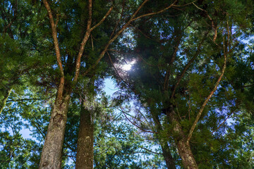 Fototapeta premium sun in the forest