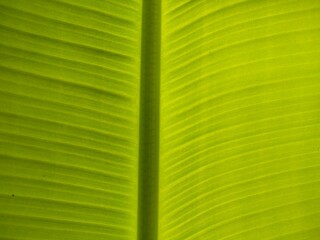 Green color on Banana leaves