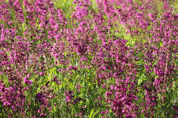 Pink flowers Ivan tea at sunset. Ivan tea flowers on a blurred background. Pink Ivan-tea on Sunset Field.