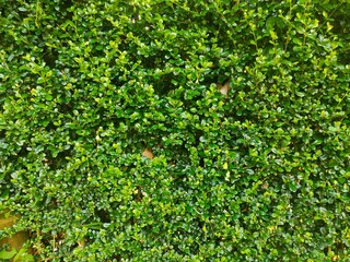 Obraz premium Picture of a fence made from trees