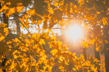 Autumn maple tree leaves in rays of sunlight