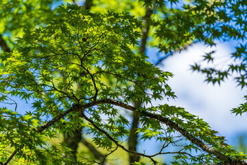 green leaves background