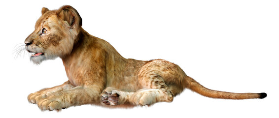 Obraz premium 3D Rendering Lion Cub on White