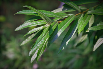 Sea buckthorn branch with green leaves on a blurred green background close-up.
