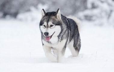 dog alaskan malamute in the snow in winter
