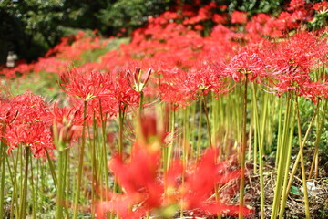 彼岸花の群生地、日向薬師の彼岸花【Red spider lily cluster】