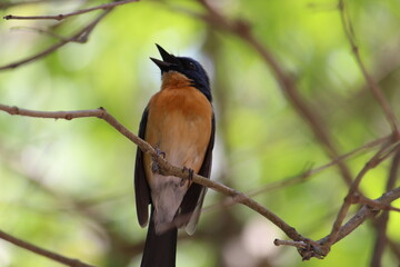 robin bird seating in branch