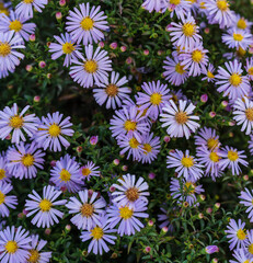 Small lilac flowers of the alpine aster. Delicate flowers in the autumn garden
